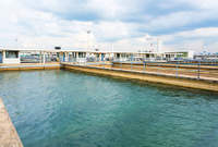//rmrorwxhpqjqln5p.ldycdn.com/cloud/lqbppknplosrjlriornqjq/how-does-vitamin-b12-cyanocobalamin-affect-wastewater-microorganisms.jpg